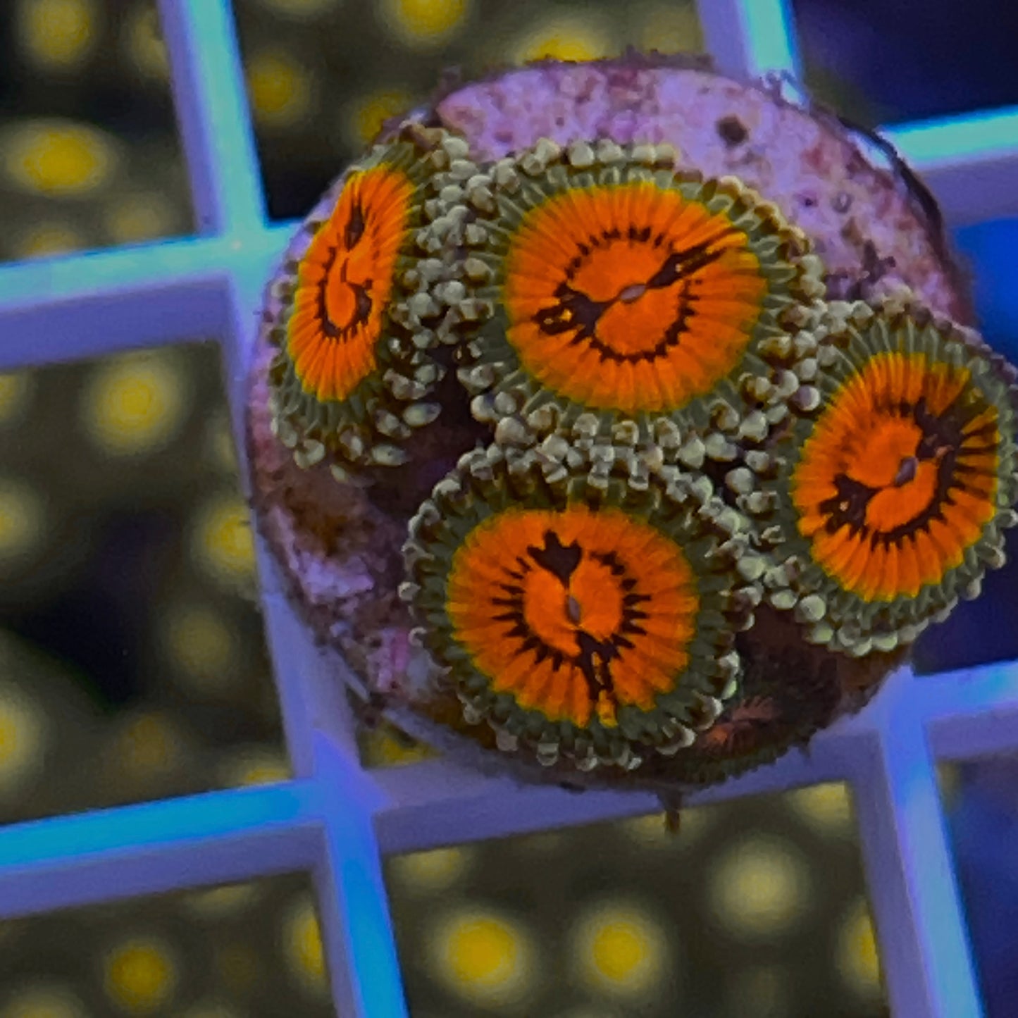 Bowtie Blasters Zoas (4 polyps)