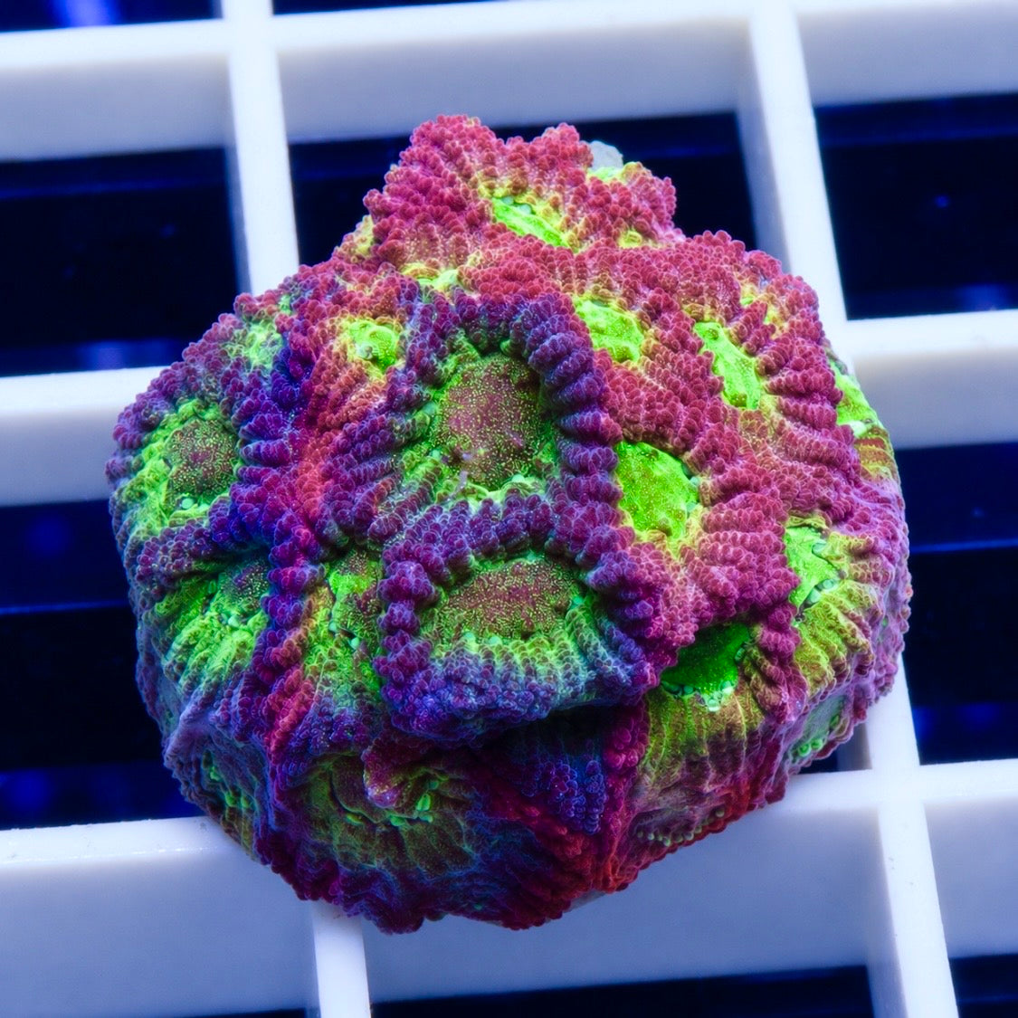 JF Tri-Color Dayglo Favia (See Description)