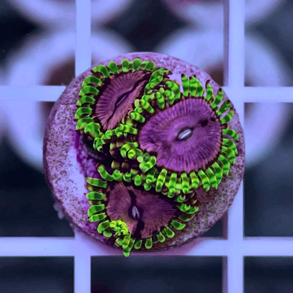 WWC Purple Monsters (3 polyps)