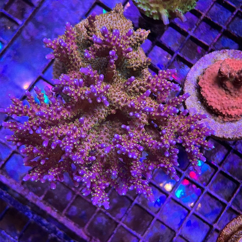 Tyree Merlin Staff (see description)