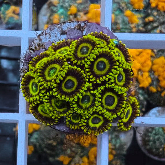 LA Lakers (17 polyps!) – Lazy's Coral House