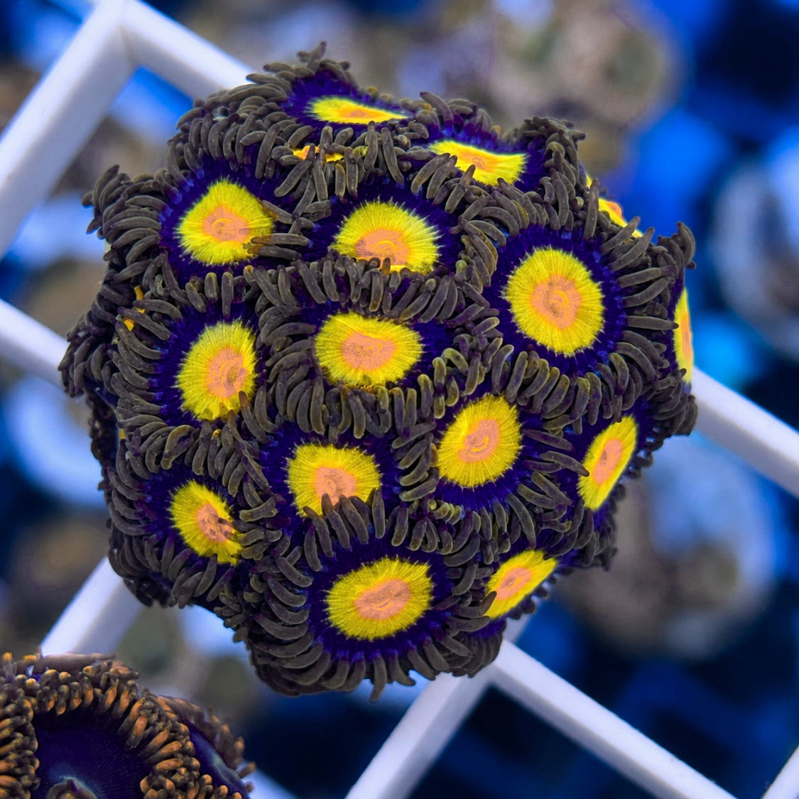 Tutti Frutti Zoas Full Plug!