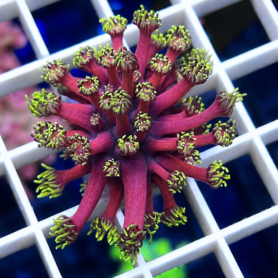 LCH Hellfire Goniopora