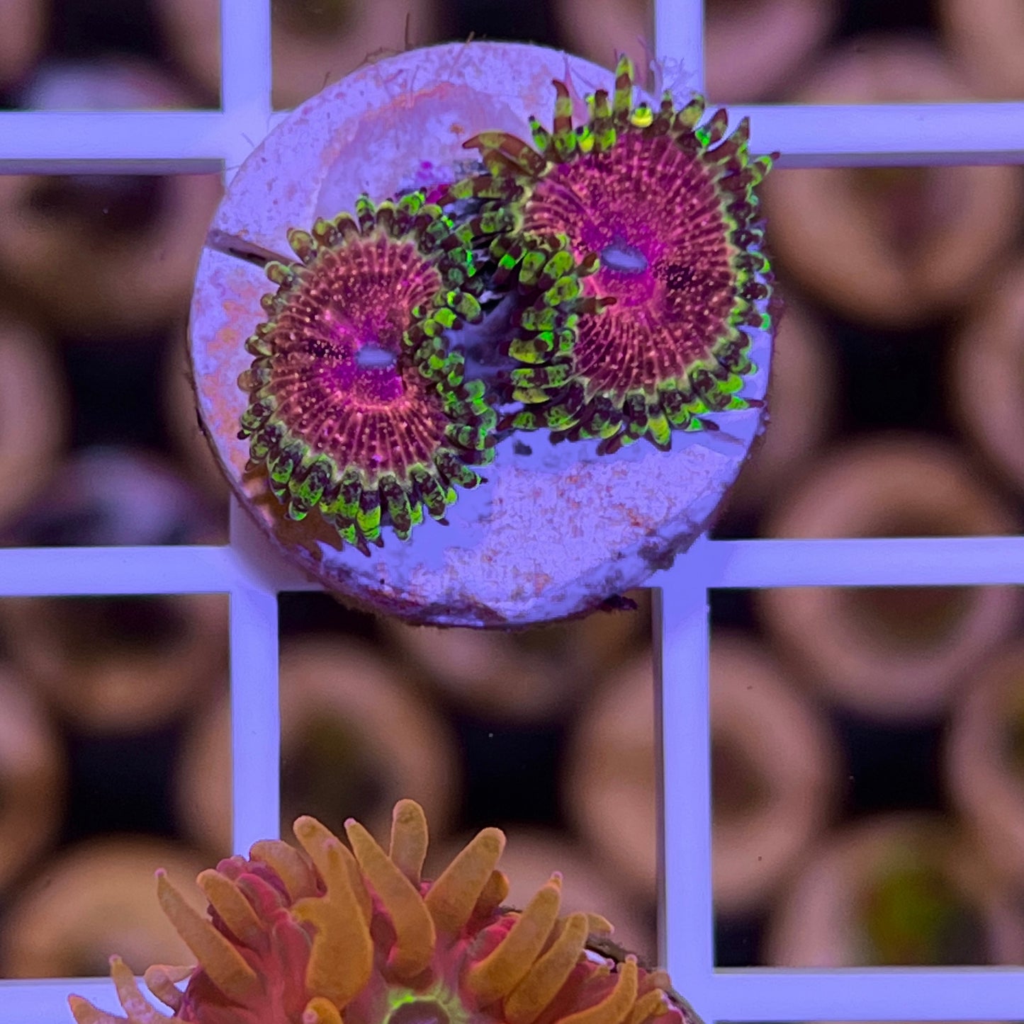Strawberry Wine Zoas (2 polyps)
