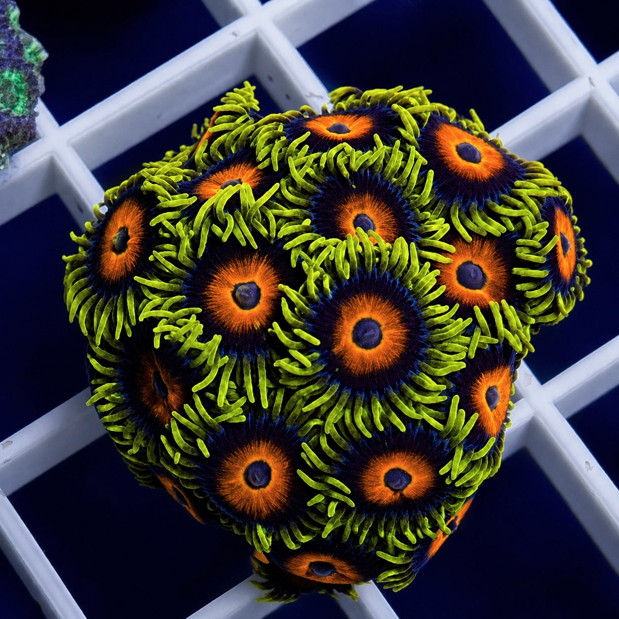 Lazy Lashes Zoas - WYSIWYG