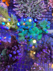 Mattv Peter Pan Acropora (see description)