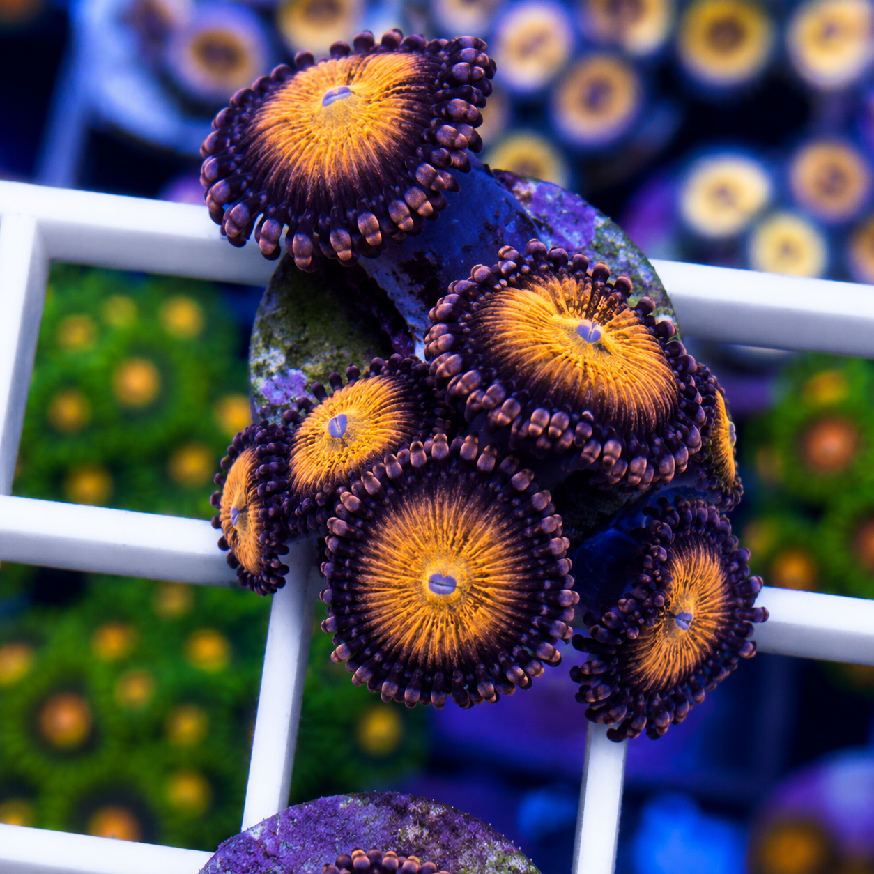 Unknown Zoa -p1