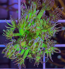 KP Glitterbomb Goni 💣