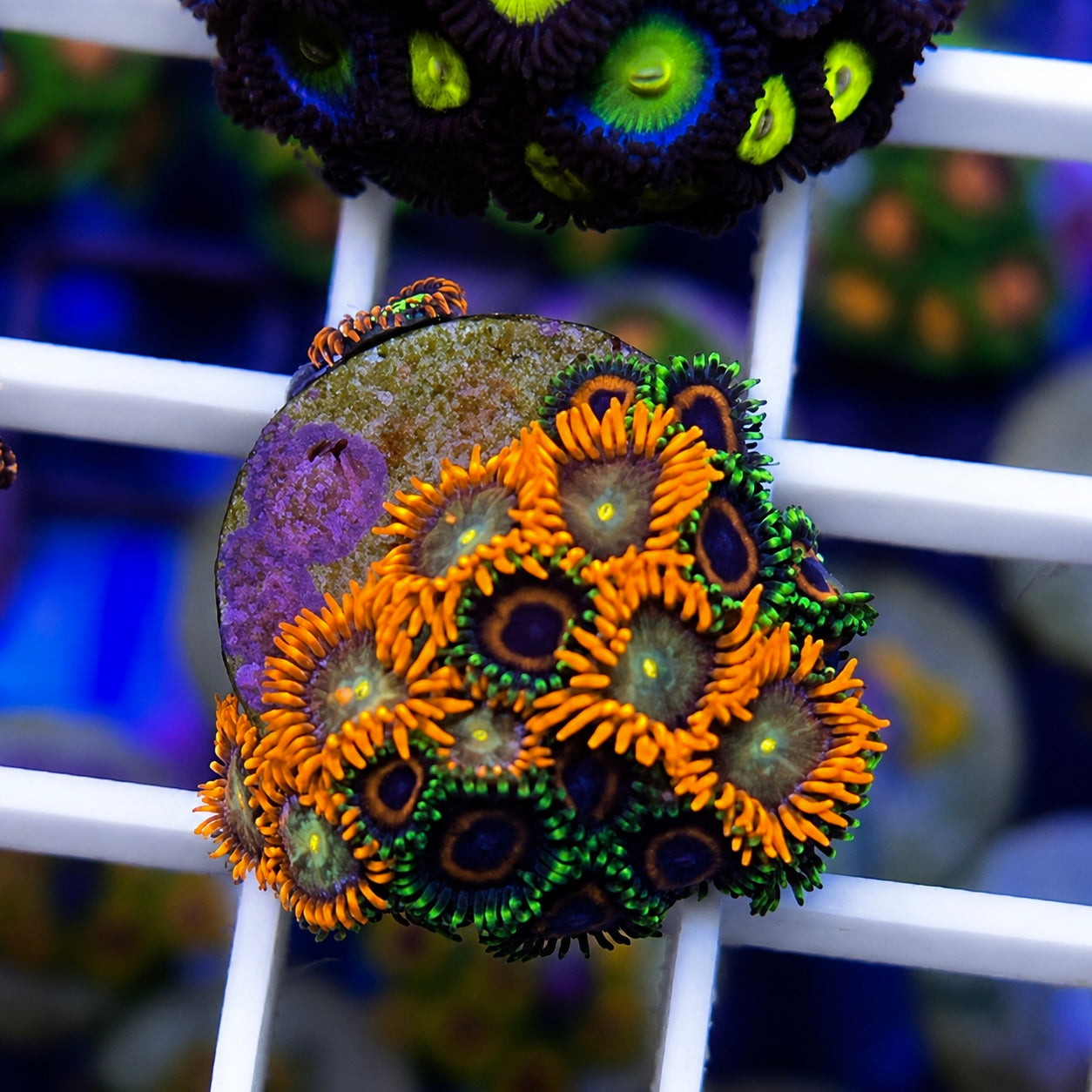 Unknown Zoa Mix -p2