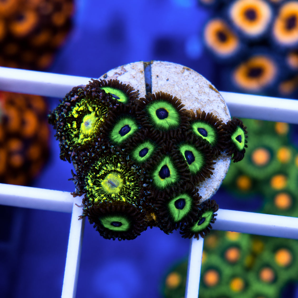 Grim Reapers Zoa Mix -p2