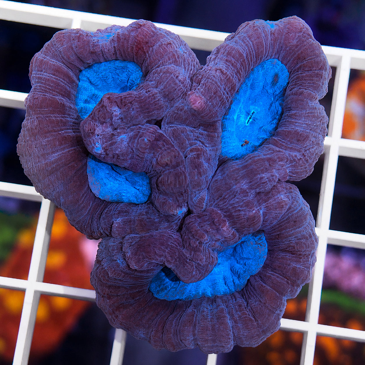 Giant Head Blue Trumpet Coral (3 heads!)