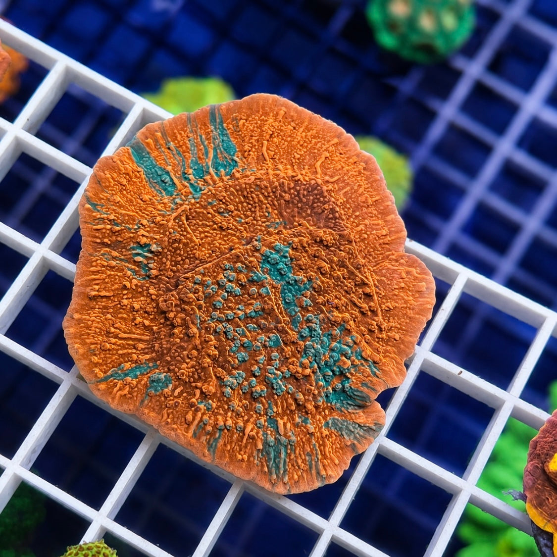 Grafted Monti -r3