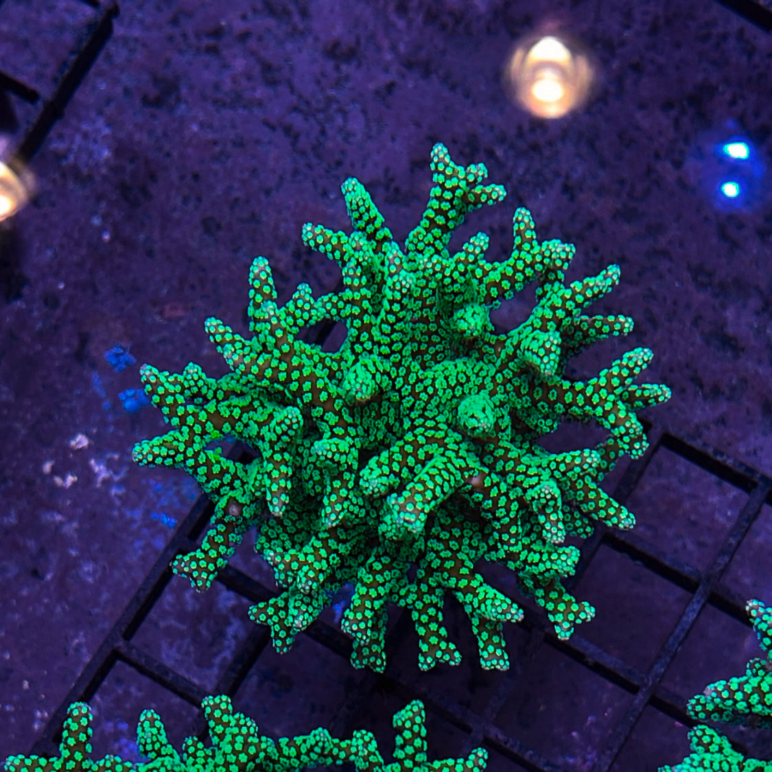 Green birdsnest colony -r