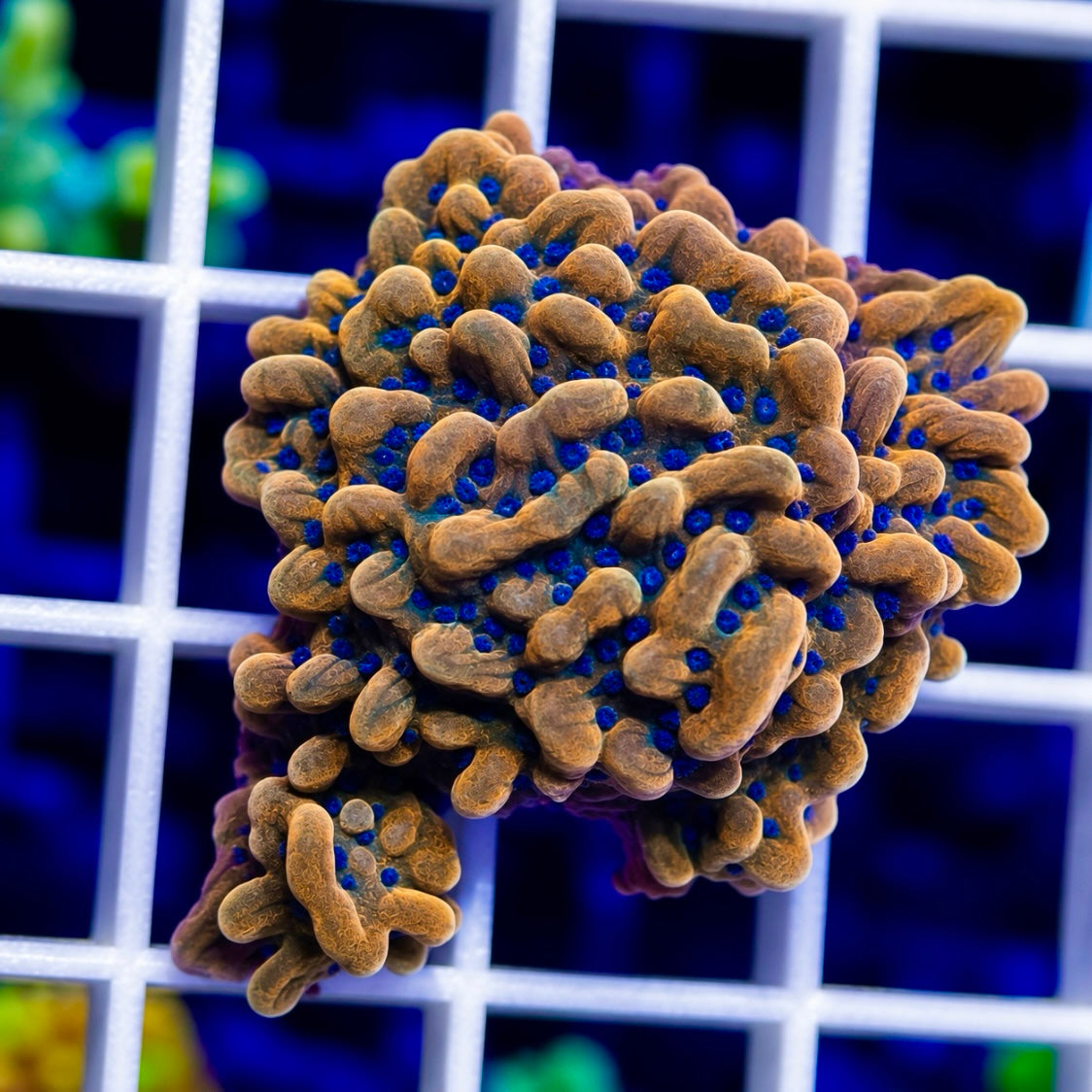 Red and blue polyp monti (forgot the name) -r2