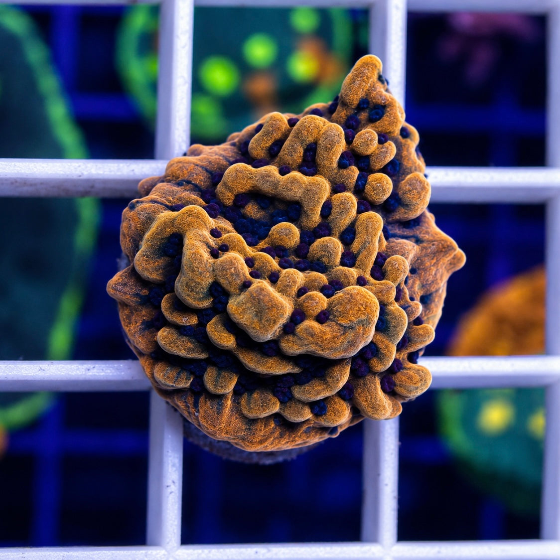 Red and blue polyp monti (forgot the name)- r1
