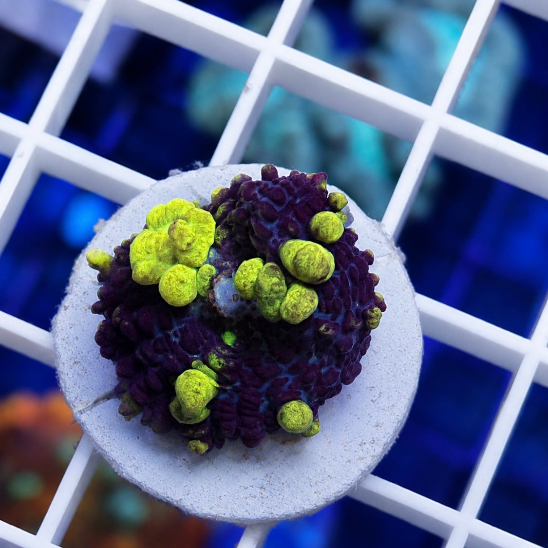 Uranium Bounce Mushroom -r