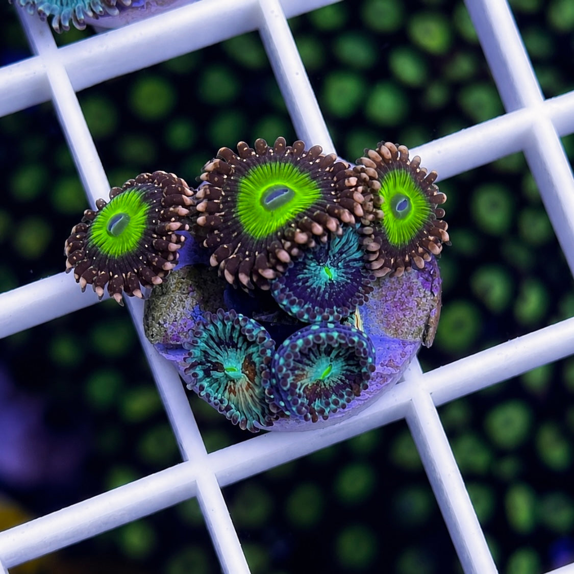 Zoa Mix -r1