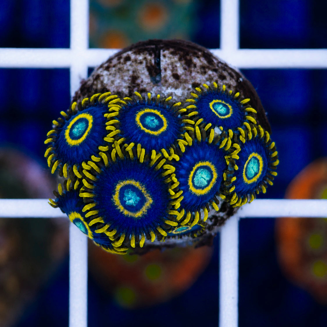 Blue Hornet Zoas (7 polyps)