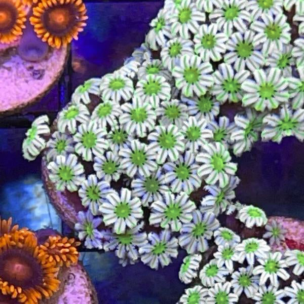 Lazy Daisies (LCH Favorite!)