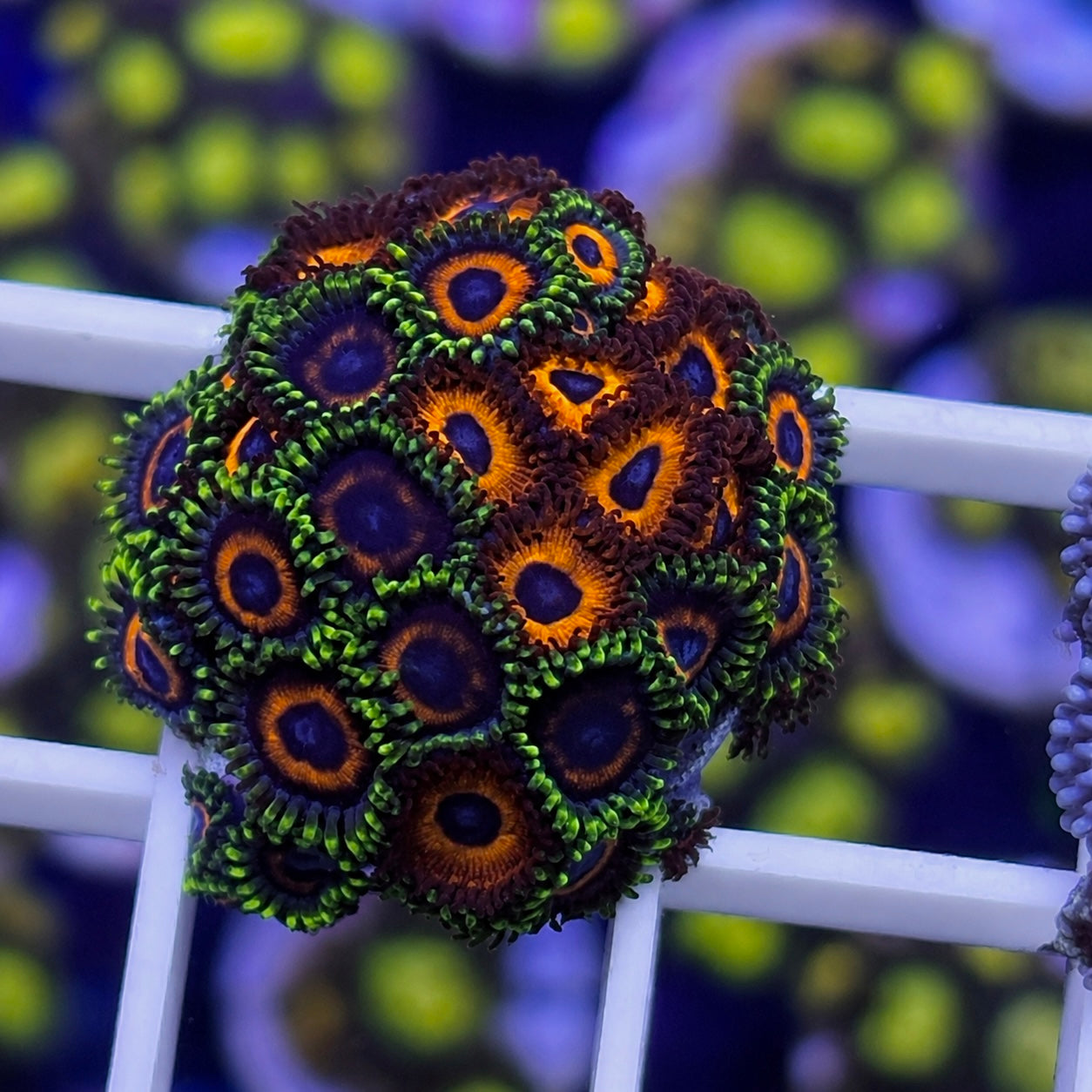 Zoa Mix -p5