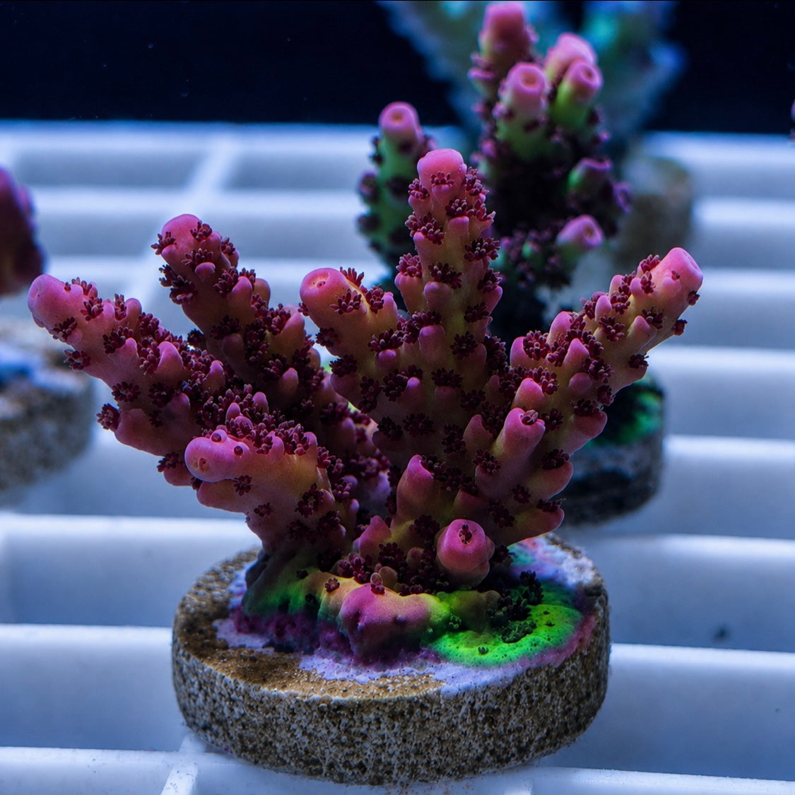 OG PC Rainbow Acro Mini Colony! - Q1