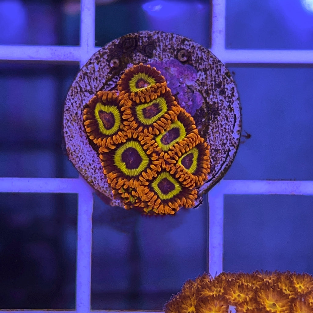 Fruit Loops (7 polyps)