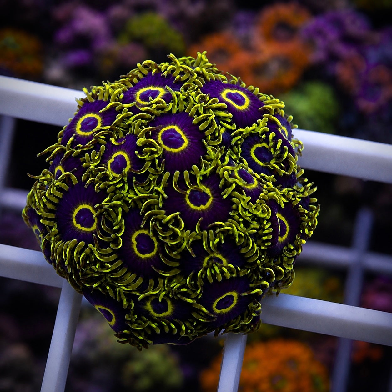 Purple Hornets Zoas - WYSIWYG