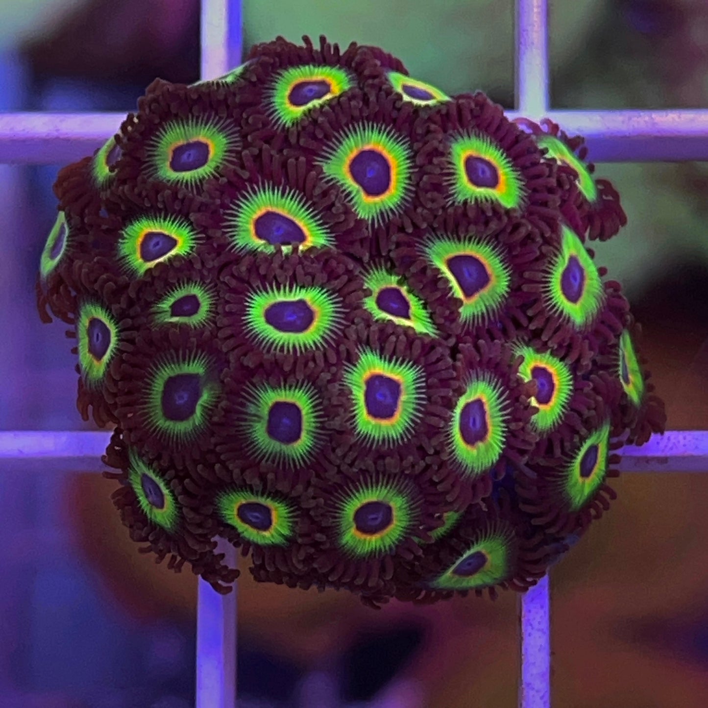 Bob Marley Zoas Fat Plug!