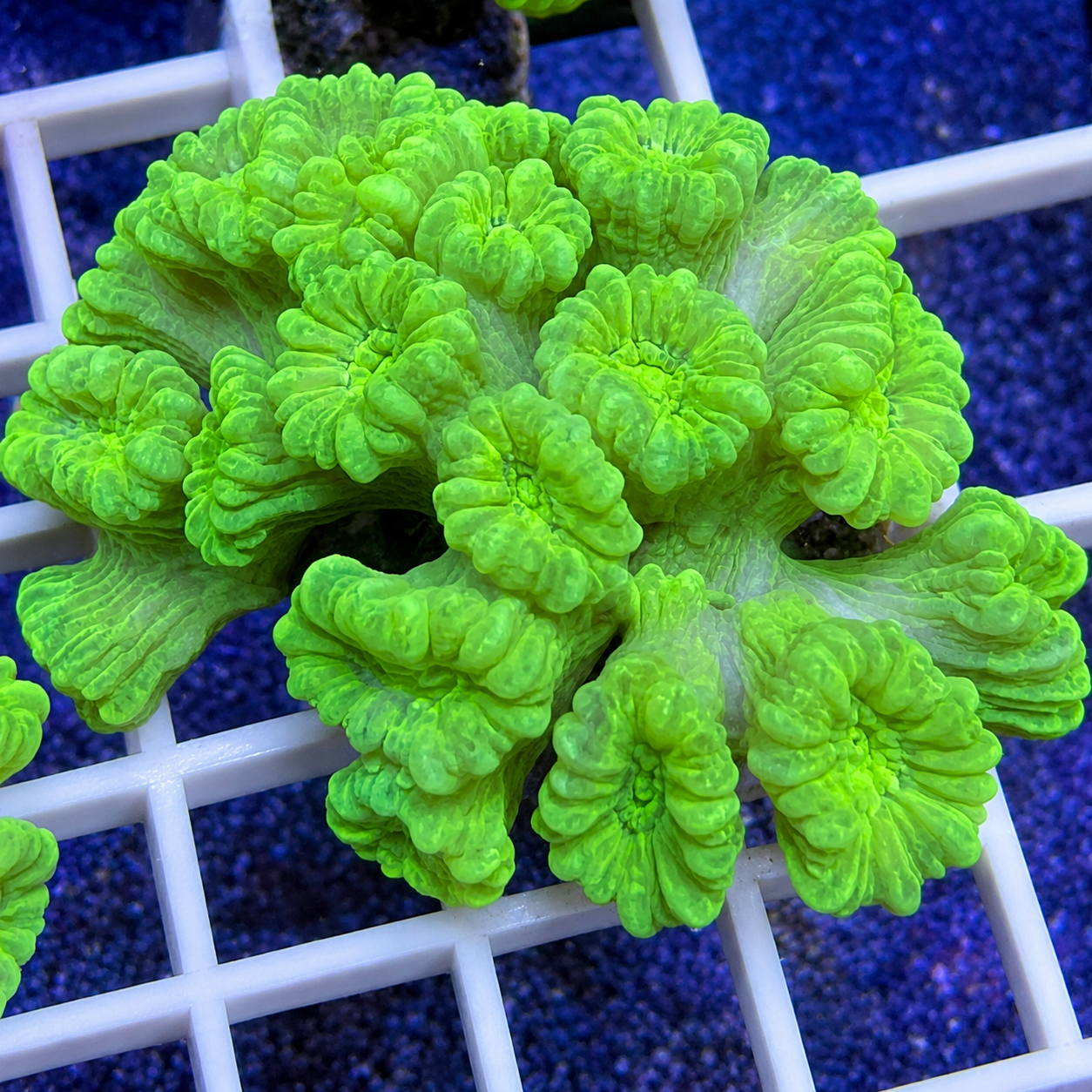 Kryptonite Trumpet Colony!