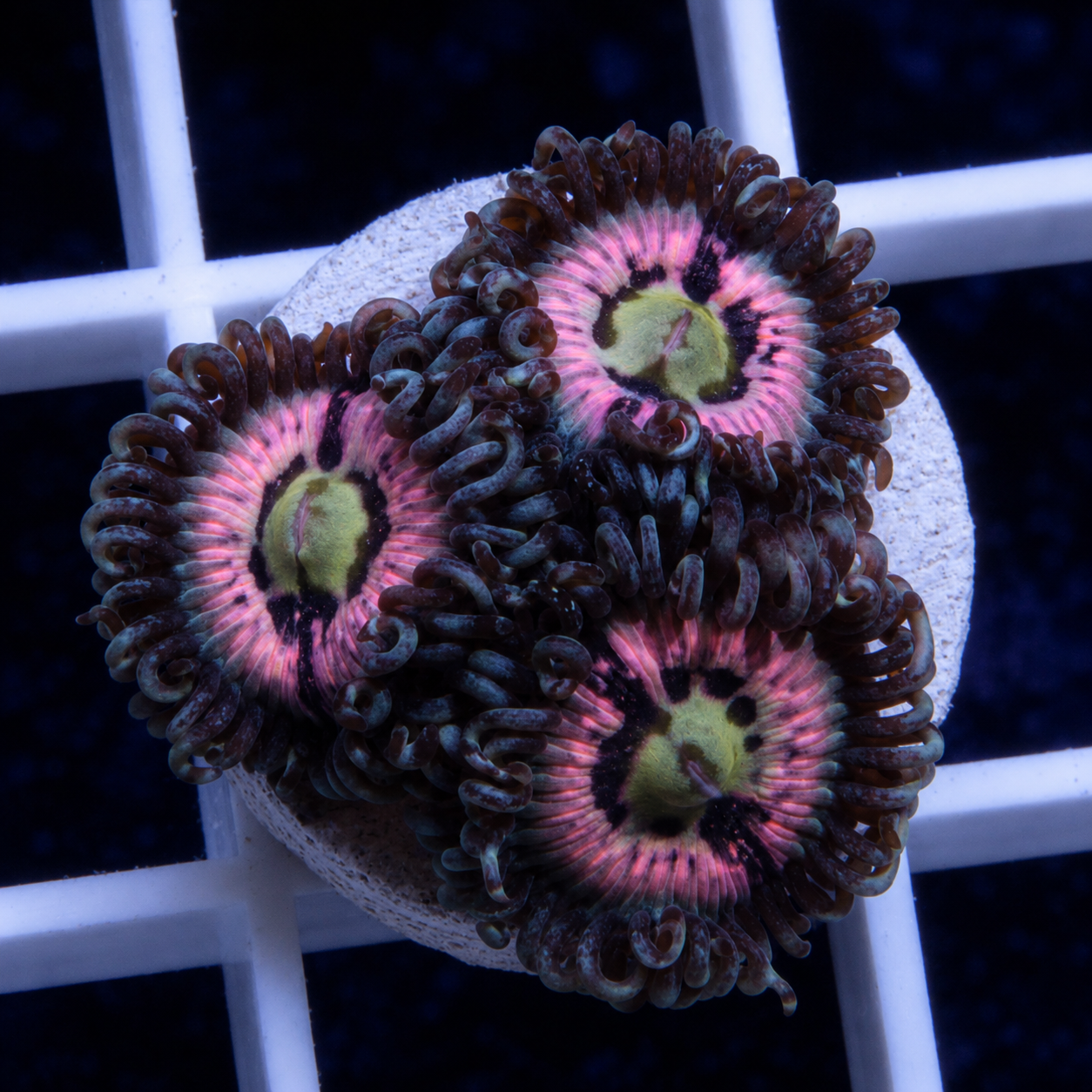 Cherry Coral Pink Constellations (3 polyp)