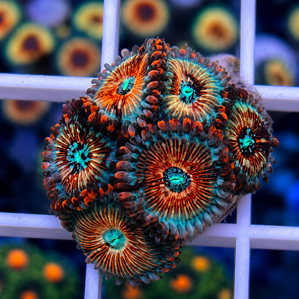 White Zombies (6 polyps)