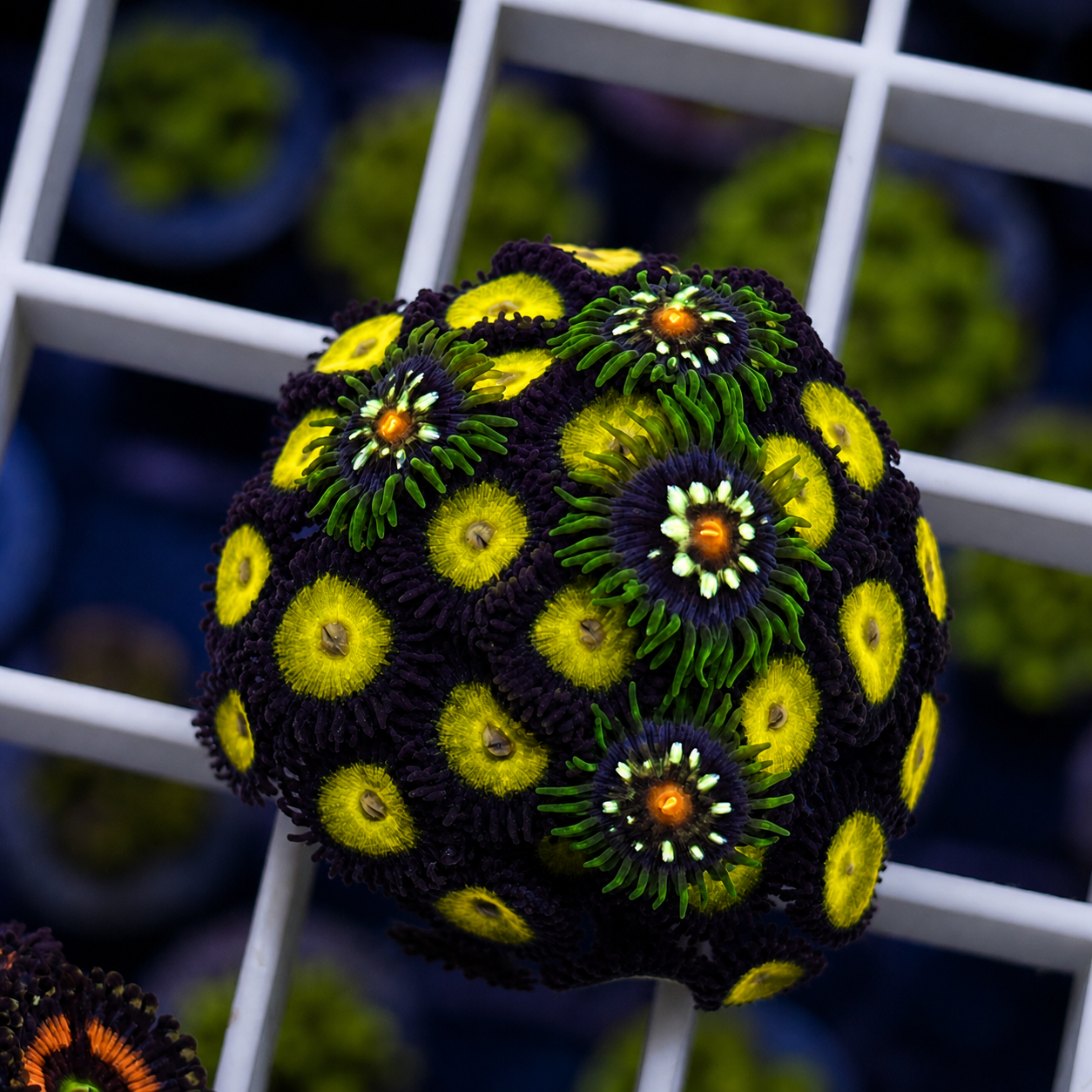 Zoa Mix - WYSIWYG