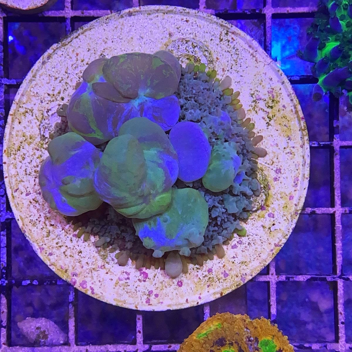 LCH Frozen Knockers Bounce Mushroom (see description)