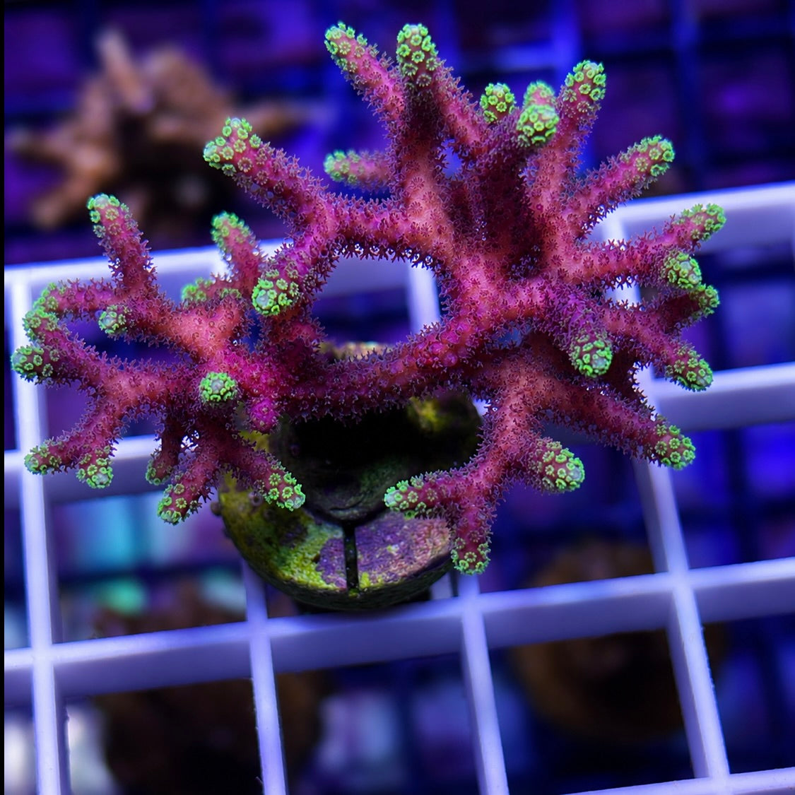Pink with Green Tip Bird Mini Colony! - Q2