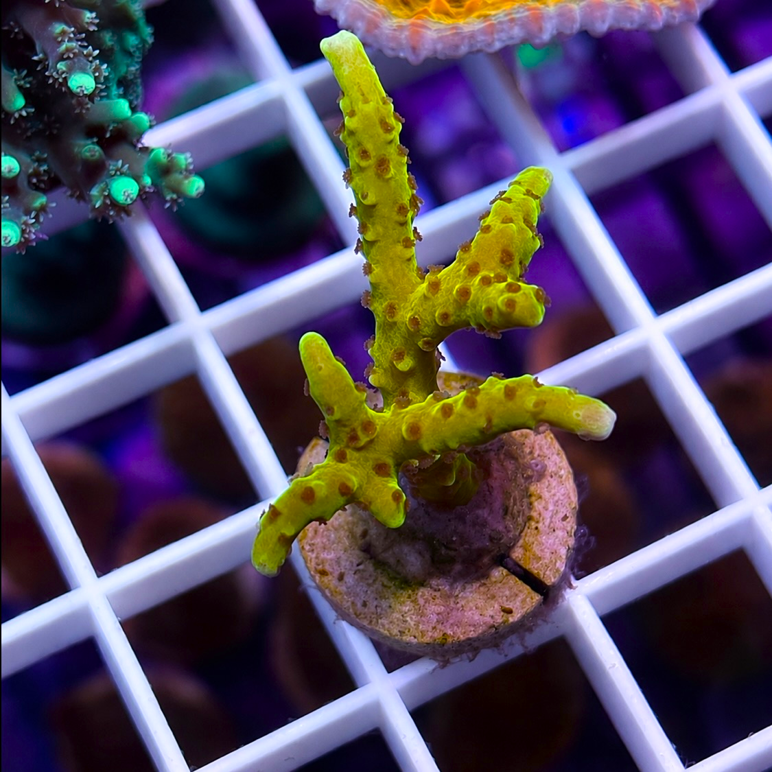 RRC Golden Rod Acro - Q1