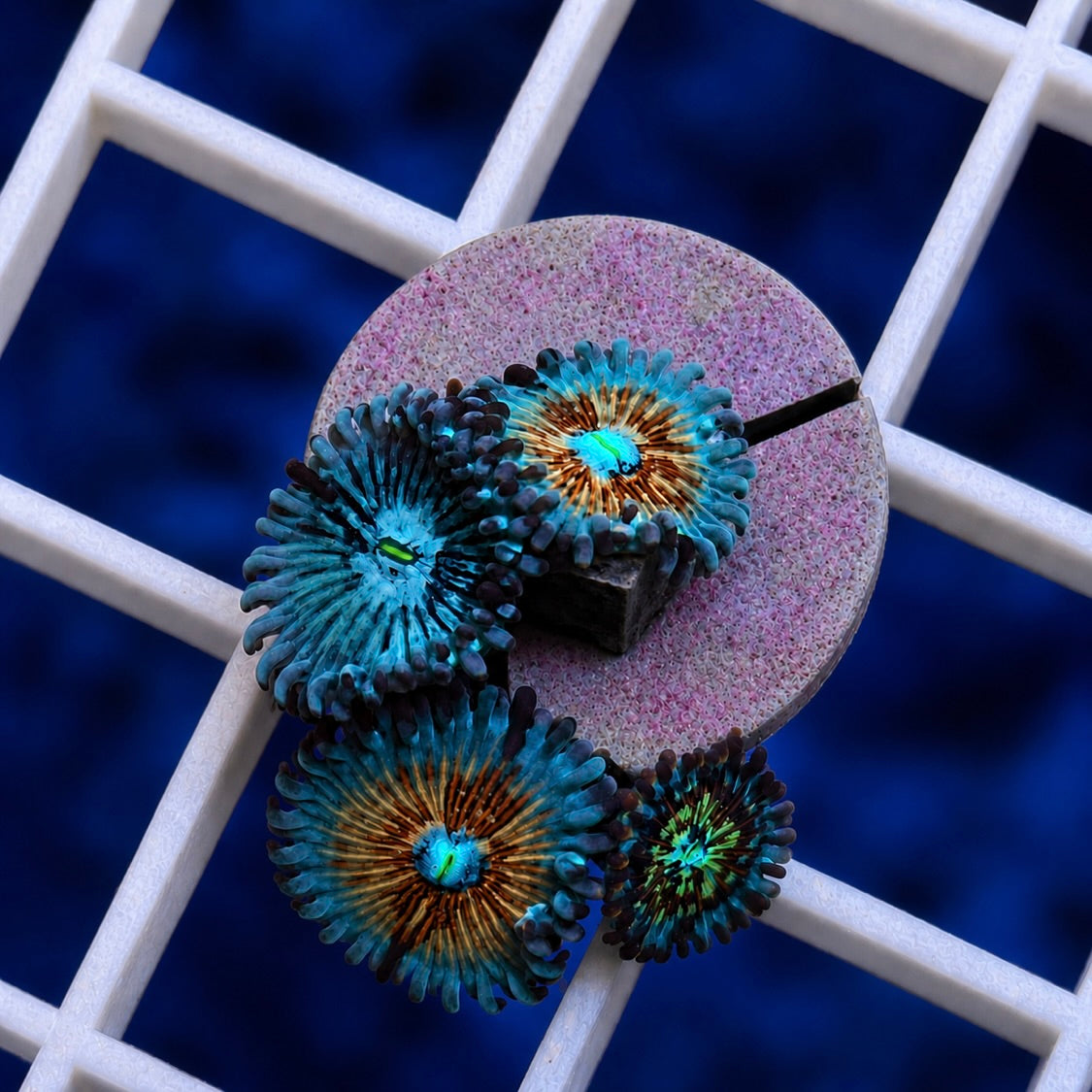 White Zombie Zoas -q
