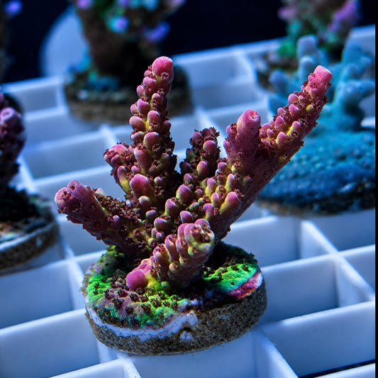 PC Rainbow Acro Mini Colony! - Q2 (Open for side-view)