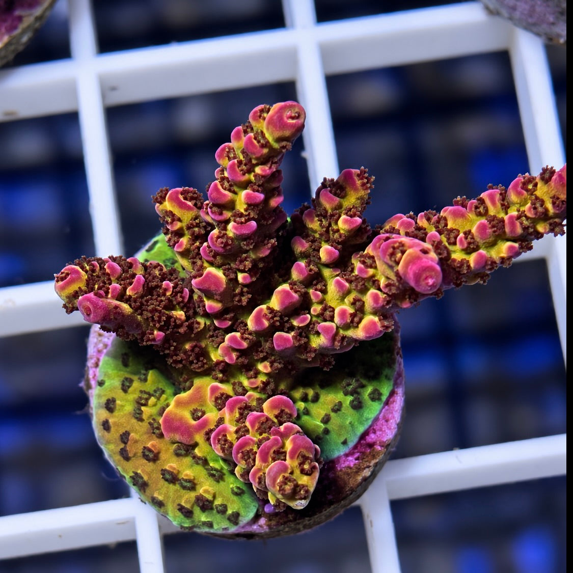 OG PC Rainbow Acro Mini Colony! - Q2 (Open for top down view)