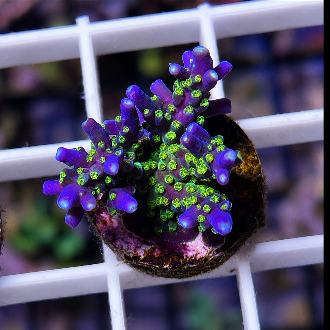 Sky Parade Mini Colony - Q4