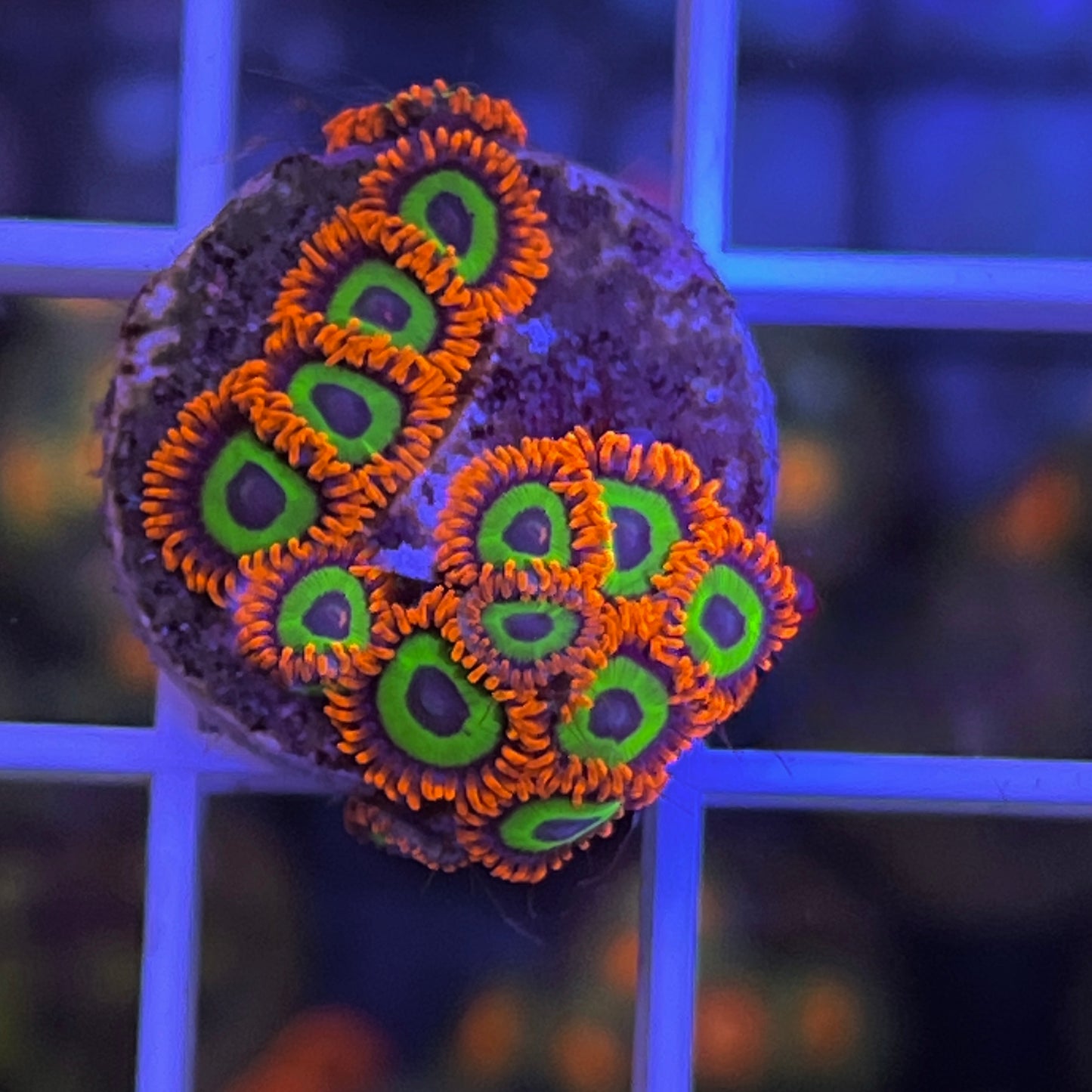 Emerald on Fire Zoas (14 polyps!)