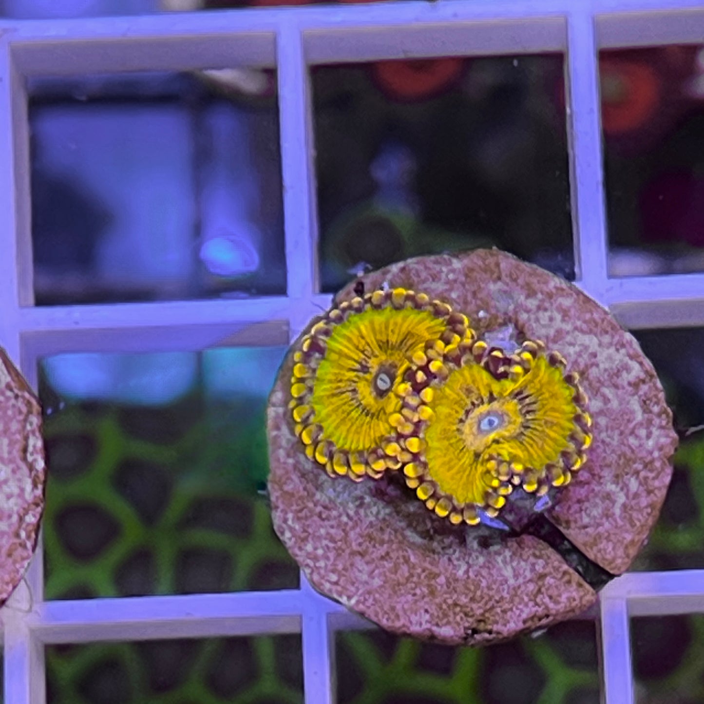 LCH Golden Girls (2 Polyps)