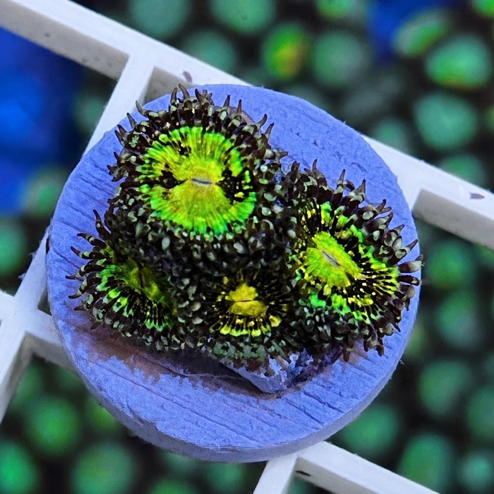 Grimm Reaper Zoas - 4 polyps!