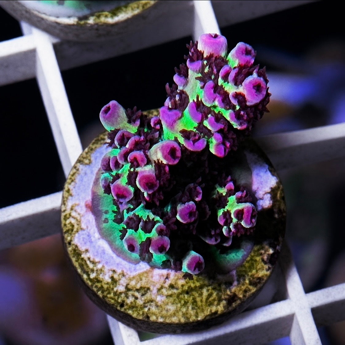 ORA Red Planet Acropora - WYSIWYG