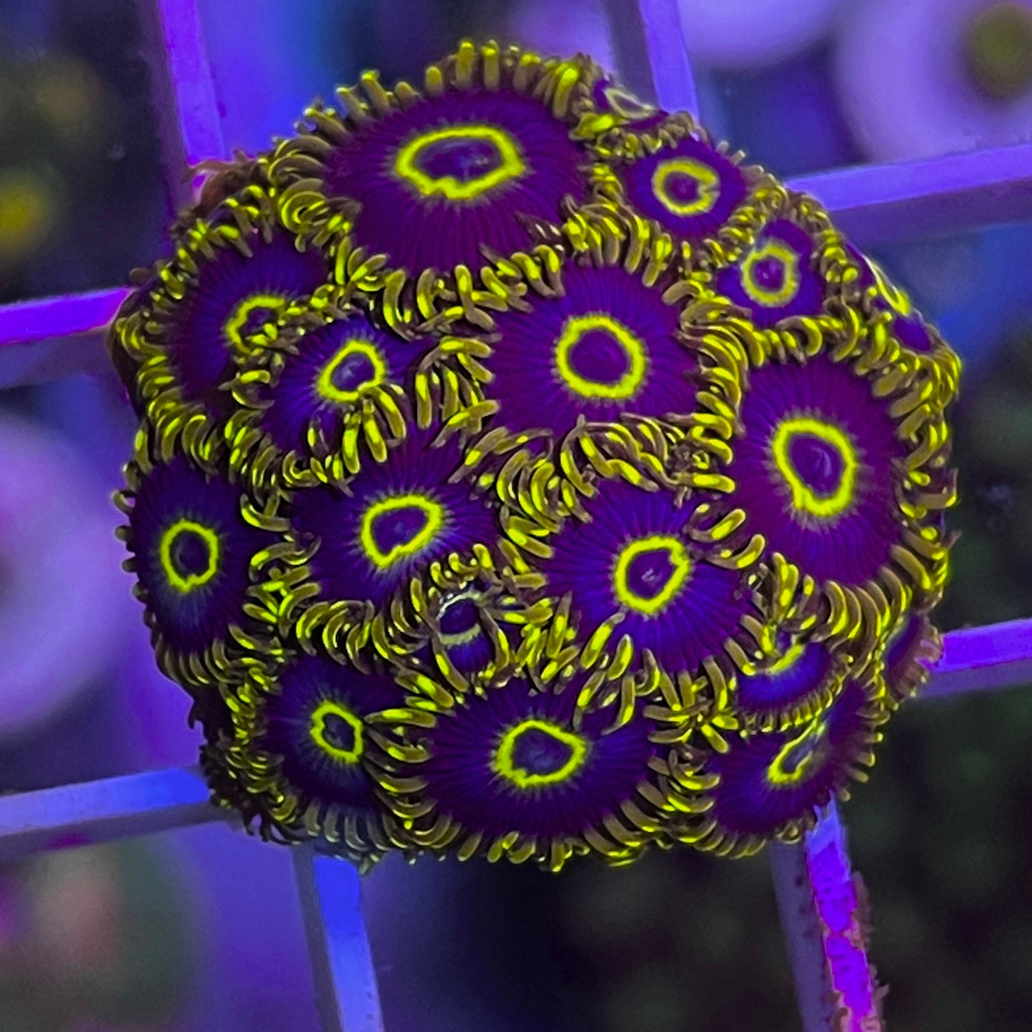 OG Purple hornet -N1