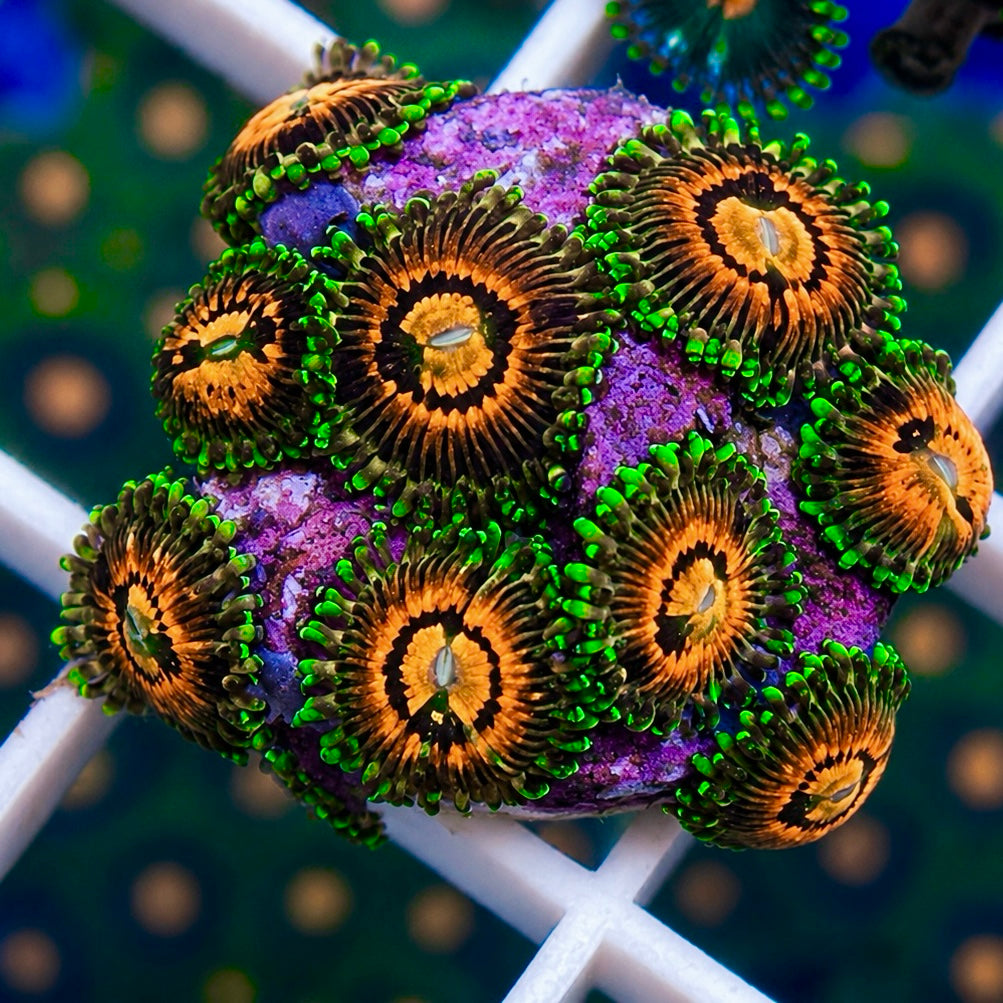 Rainbow Incinerators Zoas
