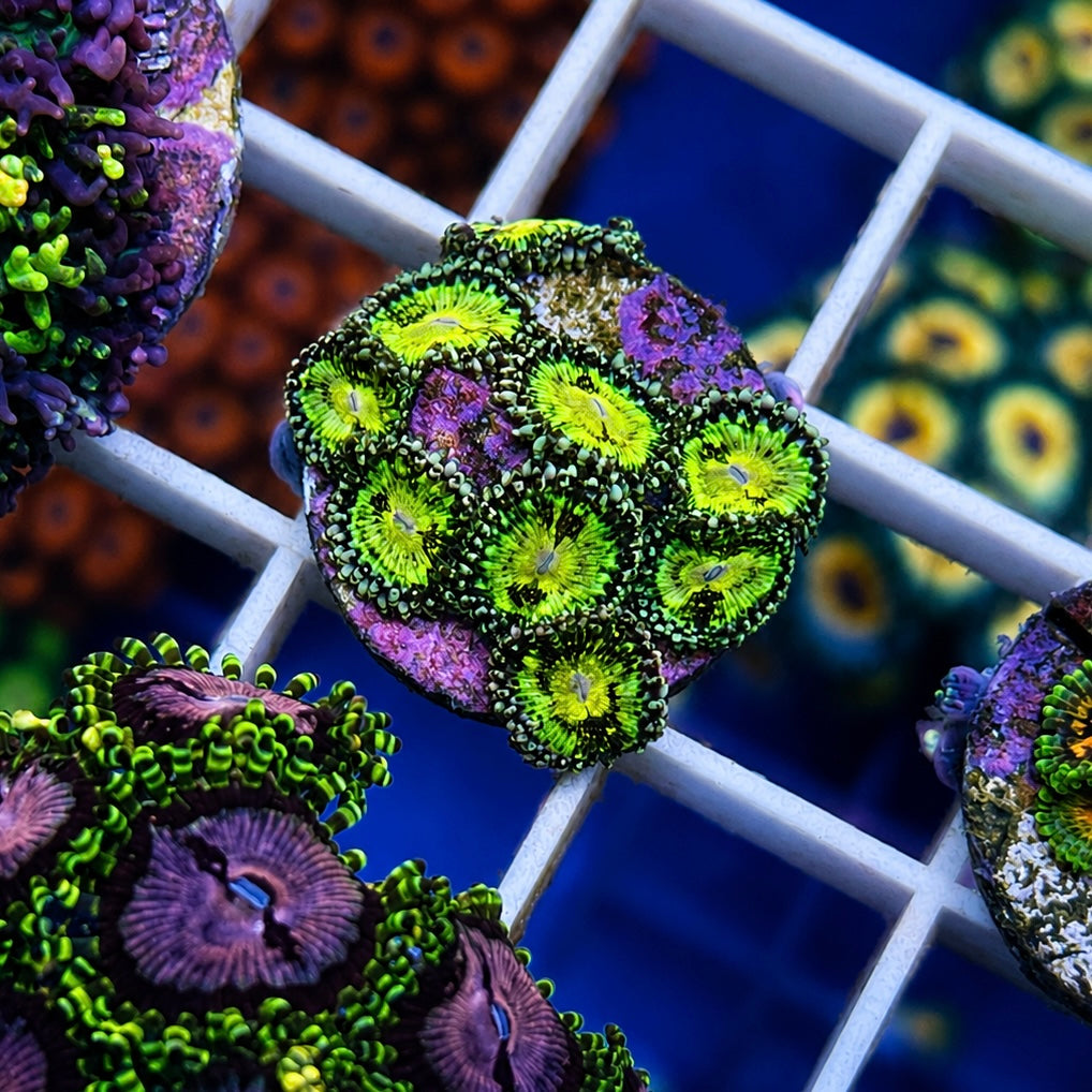 Grimm Reaper Zoas