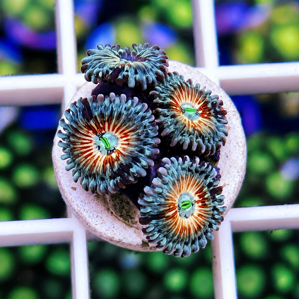 White Zombies Zoas