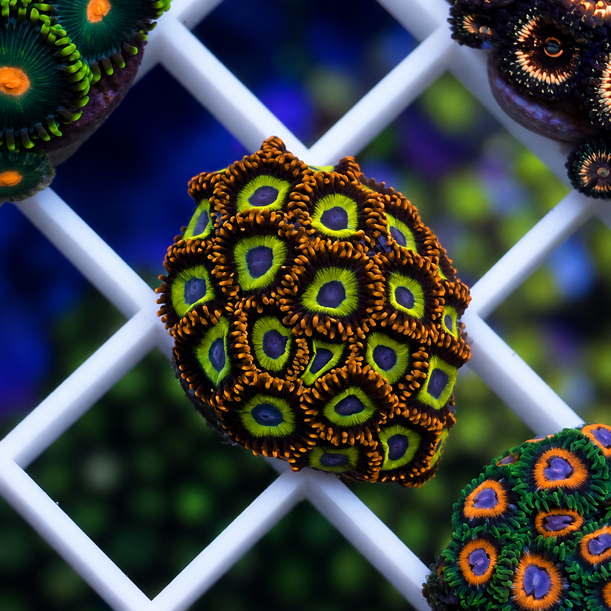 Fruit Loops Zoas