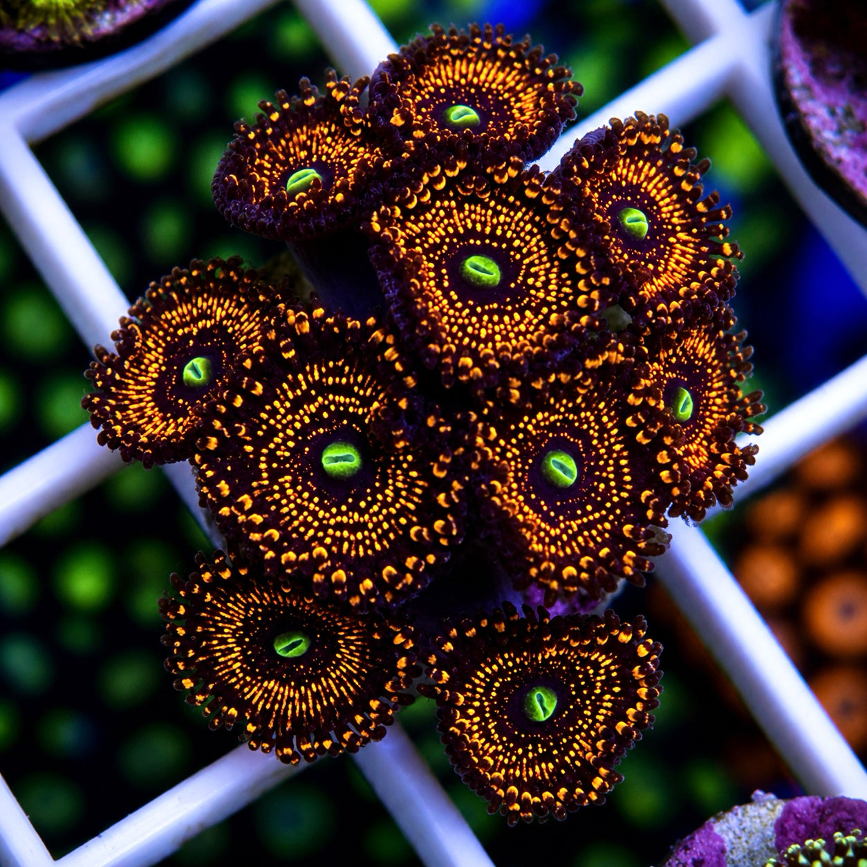 illuminati Zoas