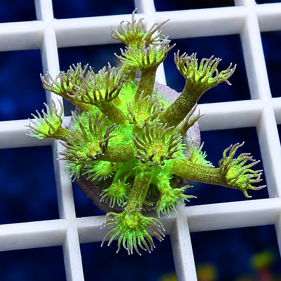 KP Green Glitter Bomb Goniopora